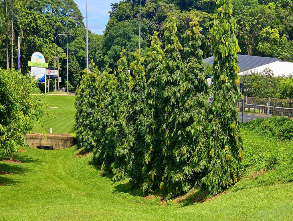 indian mast trees cairns