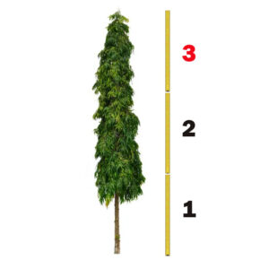 200mm mast tree